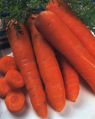 Picture of Organic Carrot Autumn King